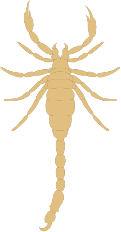 Scorpion Clipart: Vivid and Detailed Scorpion Illustrations