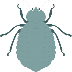 Bed Bug Clipart: Realistic Illustrations for Effective Pest Control