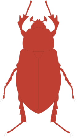 Red Beetle on Black Background - Vibrant Clipart for Nature Lovers