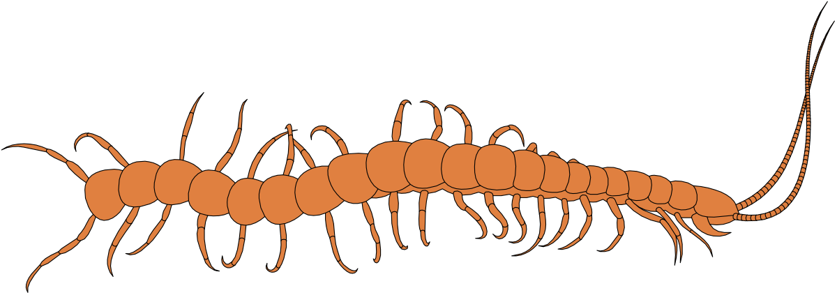 Worms Clipart: Charming and Playful Worm Illustrations