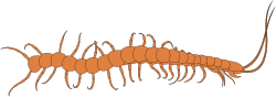 Worms Clipart: Charming and Playful Worm Illustrations