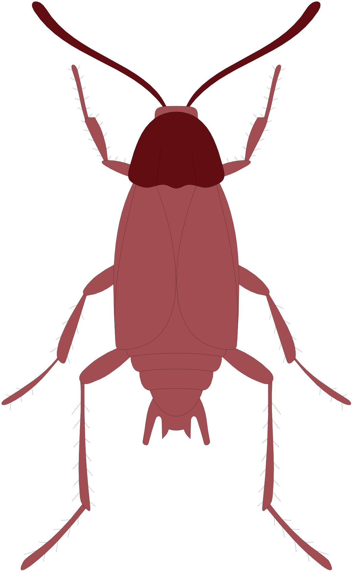 Red-Legged Bug with Long Antennae Clipart for Creative Projects