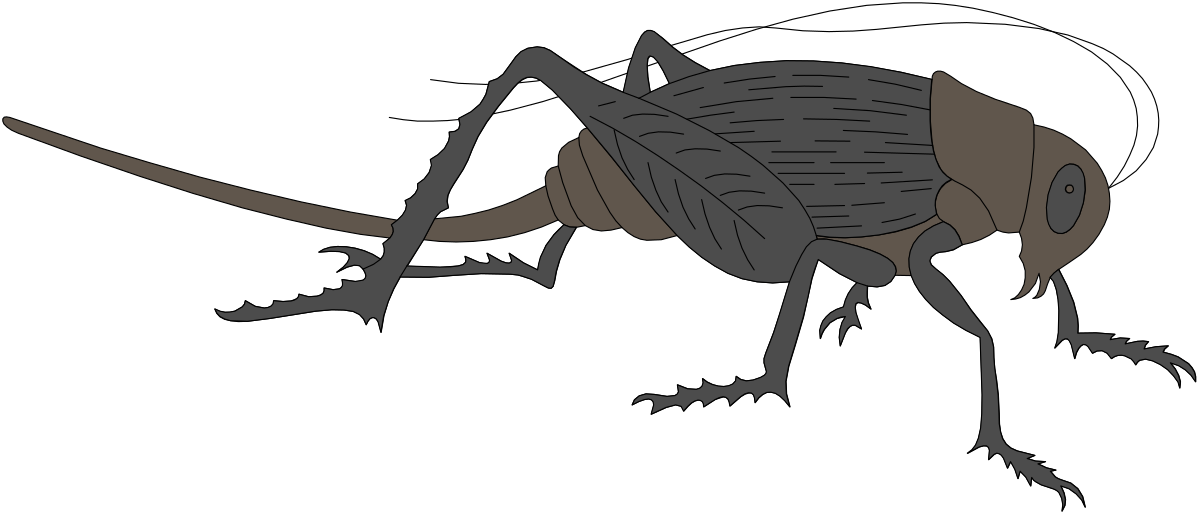 Large Insect Clipart with Long Legs - Perfect for Your Creative Projects
