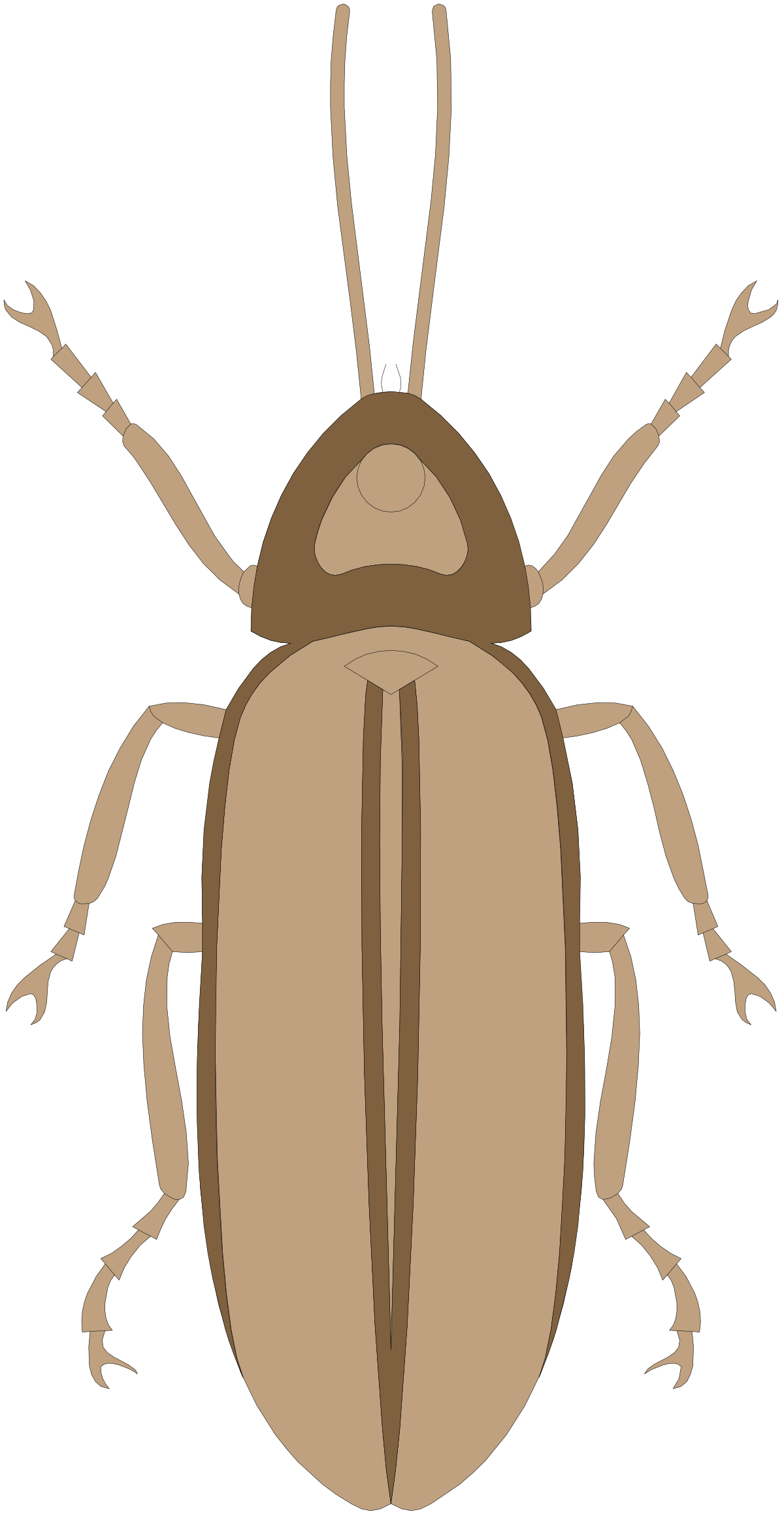 Brown Beetle on Black Background - Stunning Clipart Illustration