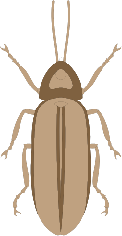 Brown Beetle on Black Background - Stunning Clipart Illustration