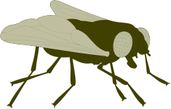 Fly Insect Clipart: Long Black Body Vector Illustrations