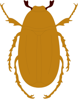 Brown Beetle with Horns Clipart for Creative Projects