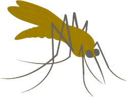 Mosquito Illustration Clipart: Realistic Insect Design