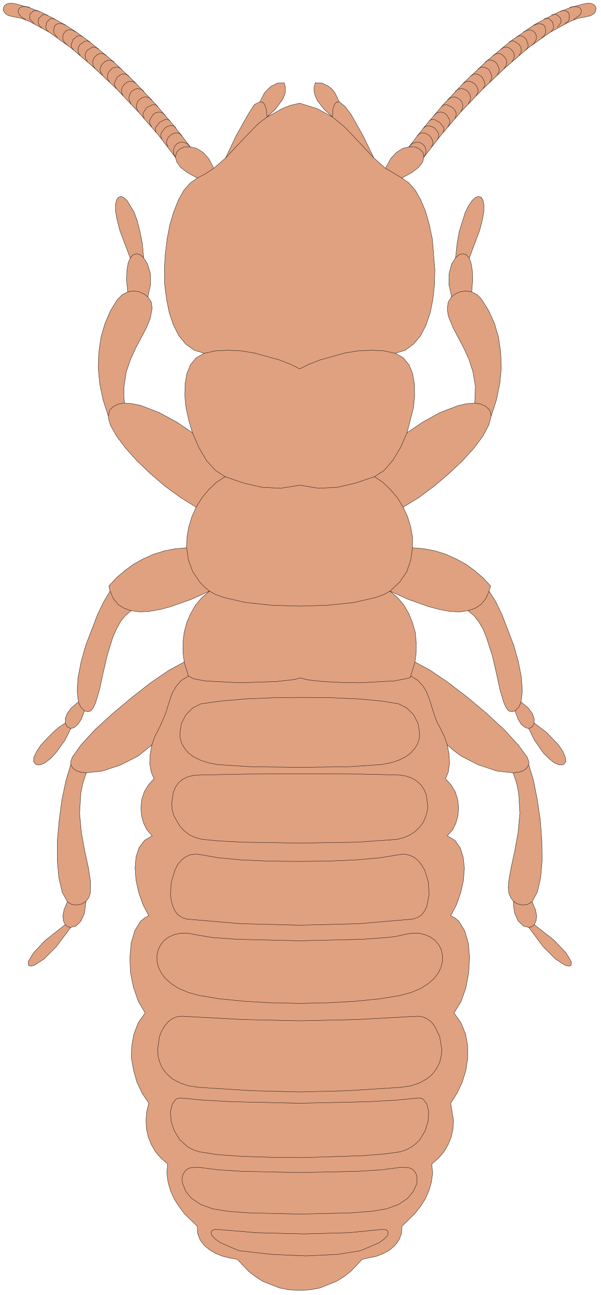 Bed Bug Clipart: Realistic Insect Illustrations for Educational Use
