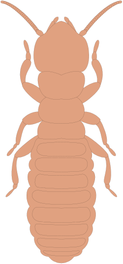 Bed Bug Clipart: Realistic Insect Illustrations for Educational Use