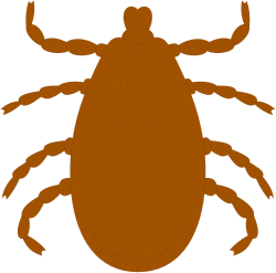 Brown Tick Clipart: Versatile and Charming Design Elements