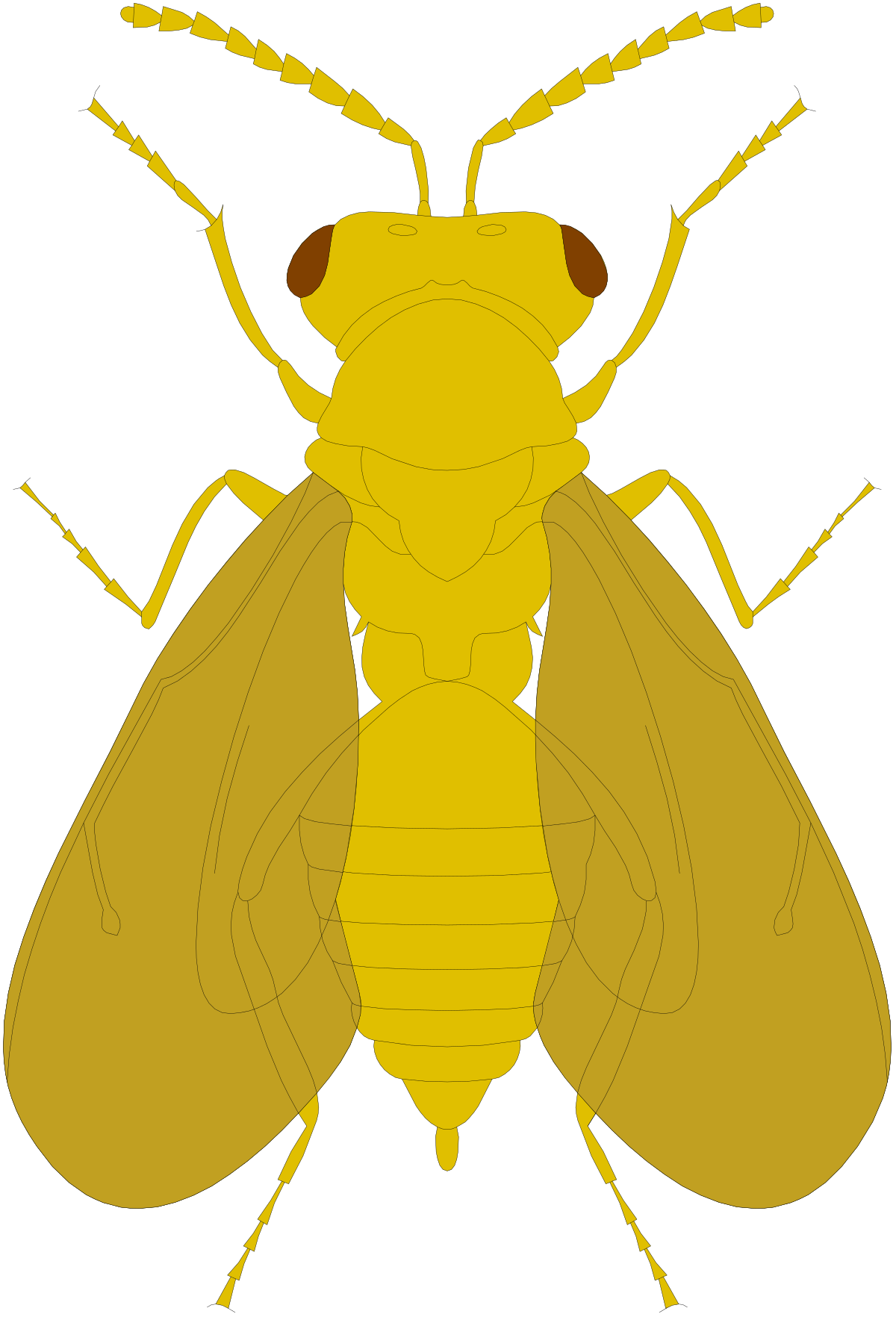 a yellow fly insect clip art png transparent Yellow Fly Insect Clipart for Creative Projects