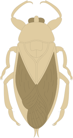 Brown Beetle Clipart with Long Antennae for Creative Projects