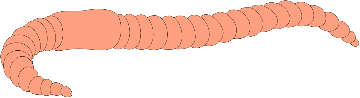 Worm Clipart: Long Body and Tail Illustrations for Your Projects