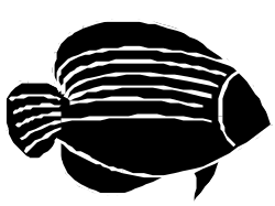 Fish Clipart with Black Background: Stunning and Versatile Visuals