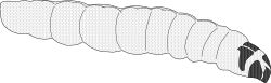 Caterpillar Clipart - Colorful and Detailed Insect Illustrations
