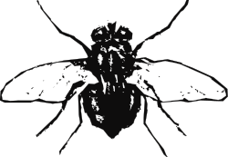 Black and White Bee Silhouette Against Black Background