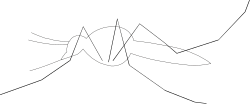 Black and White Bird Clipart - Elegant Avian Design