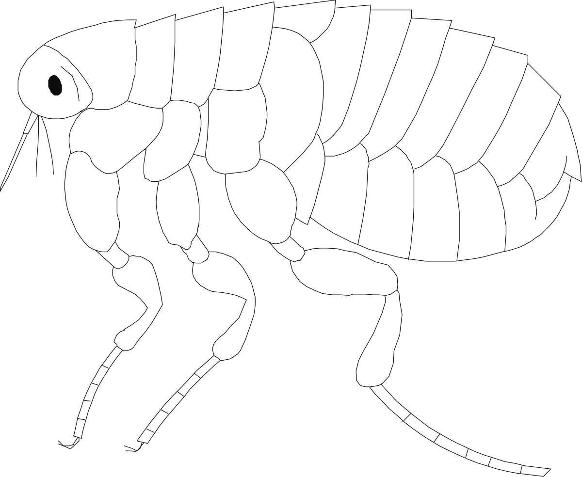 a flea bug clip art png transparent Flea Bug Clipart - Cute and Detailed Insect Illustration