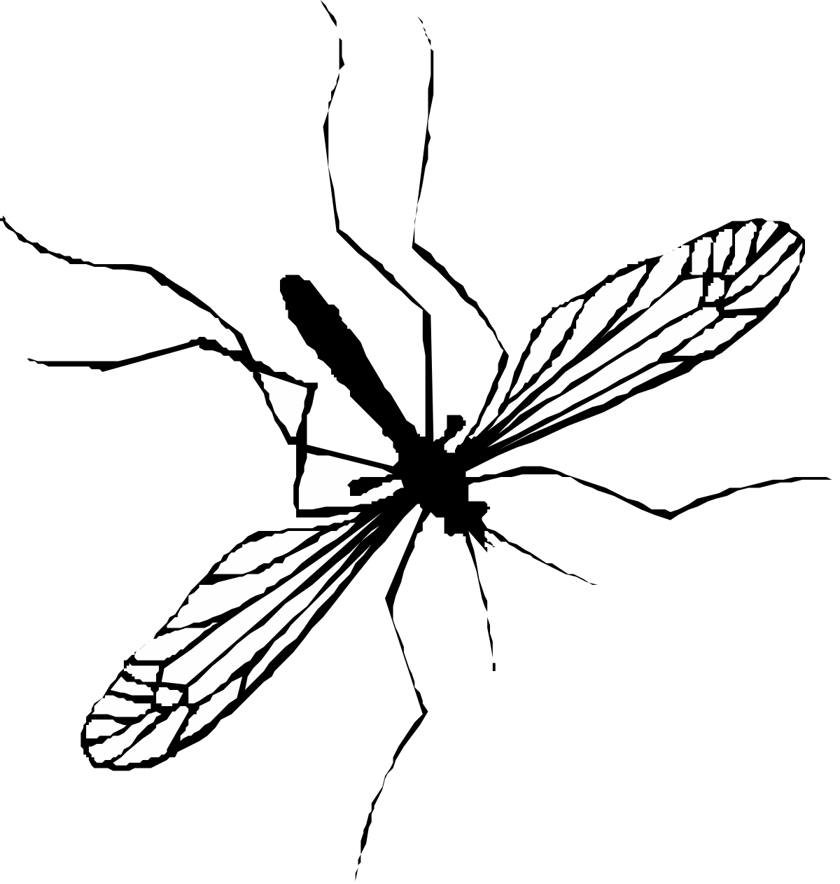 Black and White Bird Clipart  Elegant Avian Silhouette