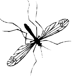 Black and White Bird Clipart  Elegant Avian Silhouette