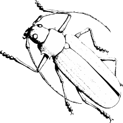 Black and White Bug Clipart - Intricate Insect Illustrations for Your Projects