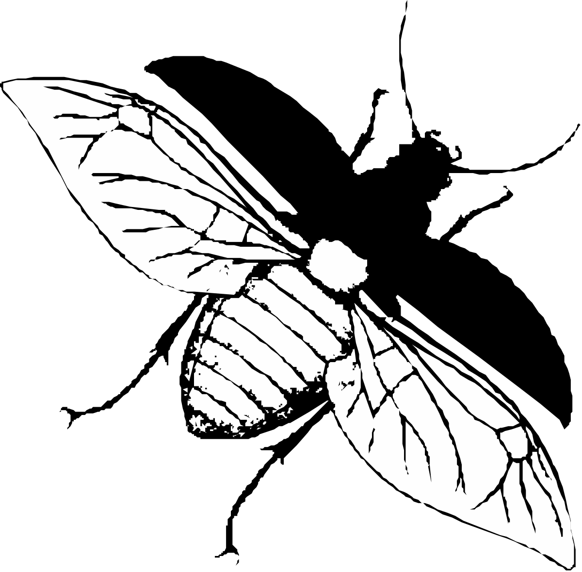 Moth on Black Background - Stunning Clipart Illustration