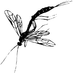 Leaf Clipart - Black and White Botanical Illustration