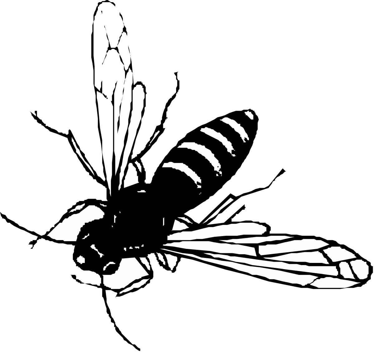 Bee Silhouette on Black Background - Stunning Clipart Collection