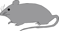 Rat on Black Background Clipart - Ideal for Unique Designs