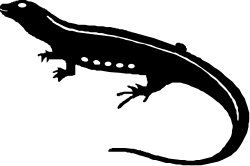 Black and White Bird Clipart - Elegant Avian Illustrations