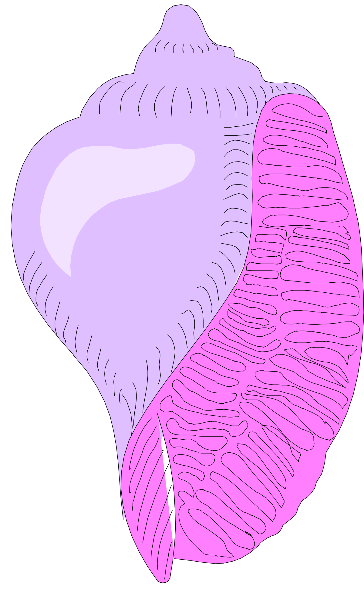 a pink and white leaf with a black background clip art png transparent Pink and White Leaf Clipart on Black Background