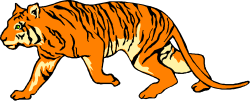 Tiger Walking Across Black Background - Stunning Clipart for Your Projects