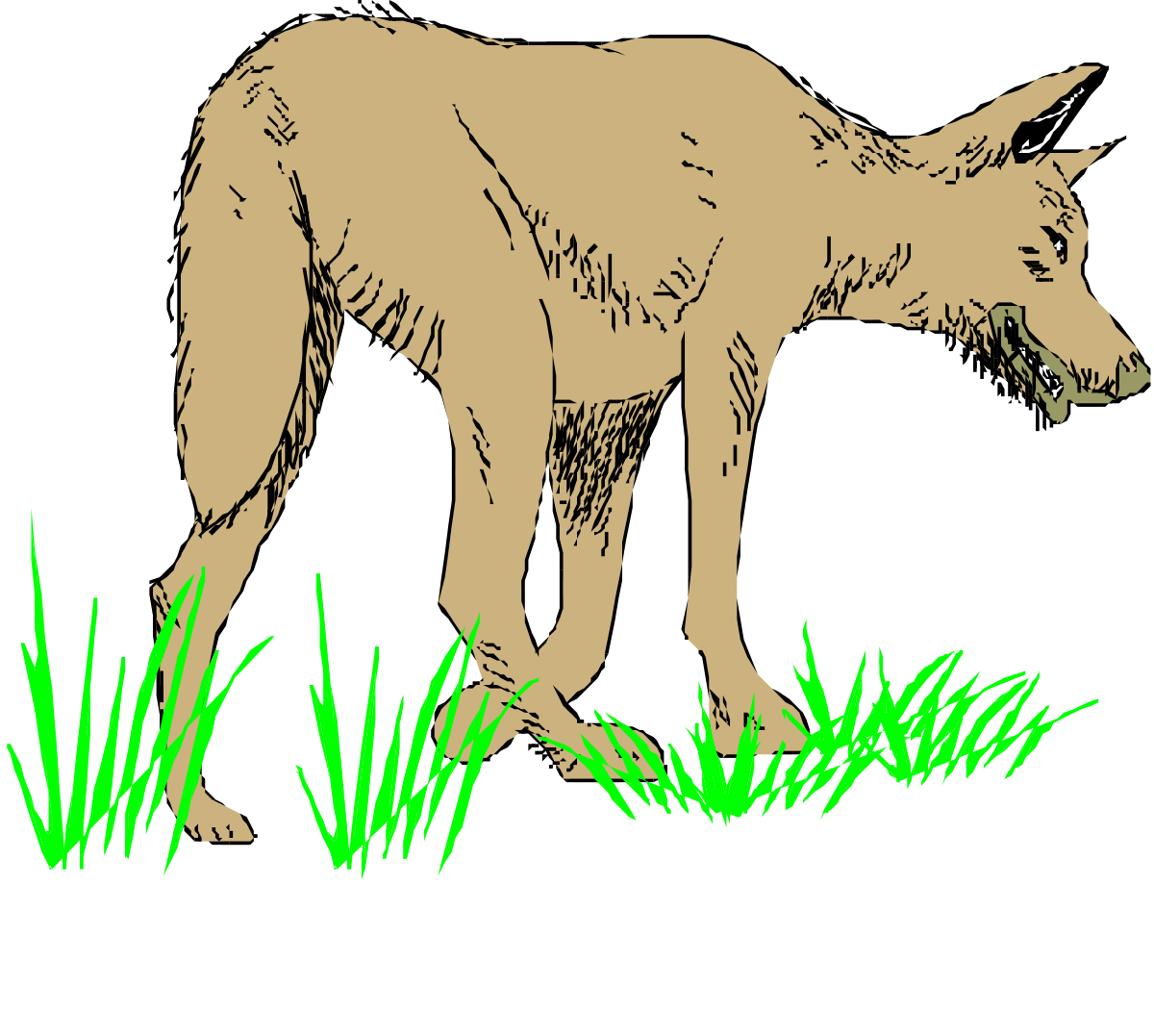 Brown Bear Walking Through Grass Clipart for Nature Themes