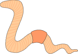 Worm Clipart: Long-Tailed Worm Illustration for Creative Projects