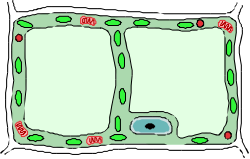 Green and Red Square Border Clipart with Central Hole
