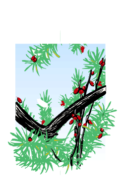 Berries and Leaves Clipart: Elegant Branch Borders Design