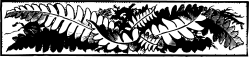 Black and White Plant Clipart | Unique Borders and Decorative Elements