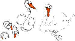Elegant Swans Clipart: Perfect for Nature Themes