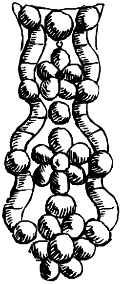 Black and White Flower Drawing Clipart - Elegant Floral Illustrations