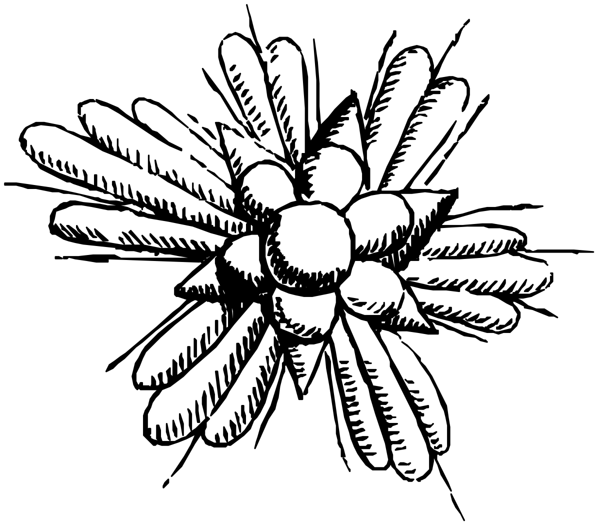 Flower Clipart: Elegant Black and White Floral Illustration