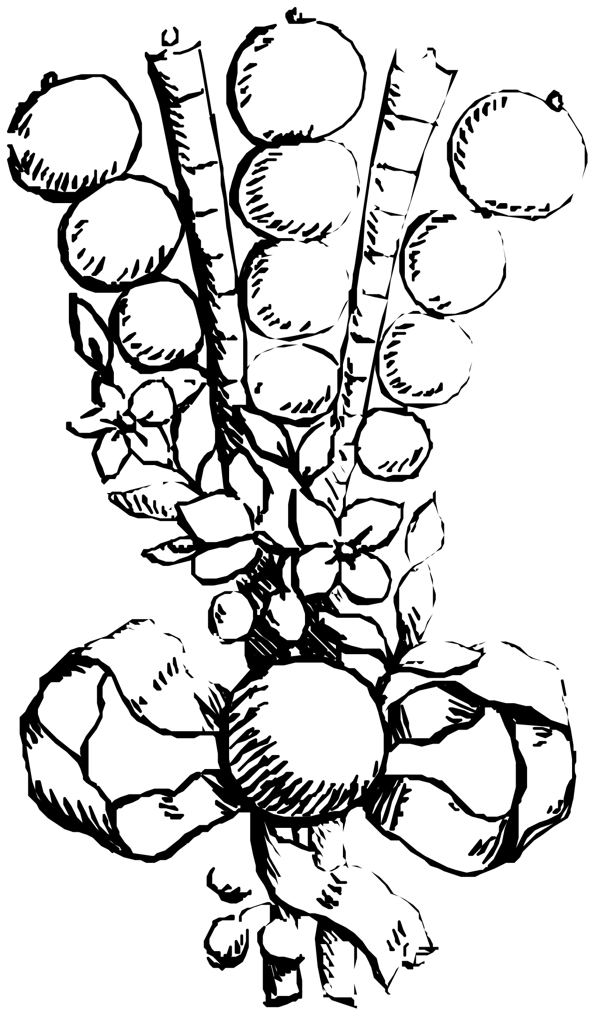 Black and White Flower Clipart: Elegant Floral Illustrations