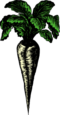 Carrot Clipart: Vibrant Green Plant with Leaves for All Your Designs