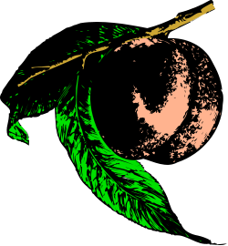 Green Leaf on Black Background - Stunning Clipart for Nature Themes