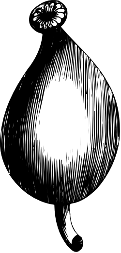 Black and White Pomegranate Clipart for Creative Projects