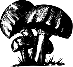 Skull Clipart - Intricate Black and White Drawing