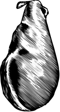 Black and White Pear Clipart - Elegant Botanical Illustration