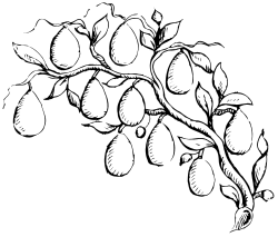 Black and White Rose Frame with Lush Leaves and Berries Clipart
