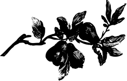 Cat Clipart - Black and White Feline Illustration for Creative Projects