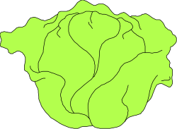 Green Cabbage Clipart: Fresh Vegetable Illustrations for Your Projects